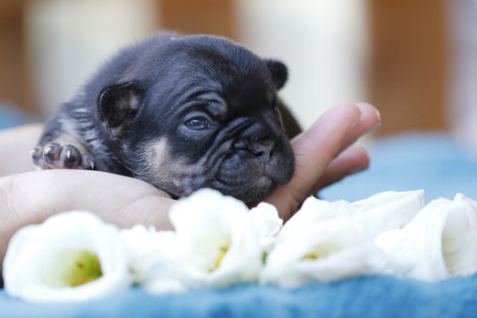 Chiot sans collier