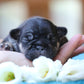 Chiot sans collier