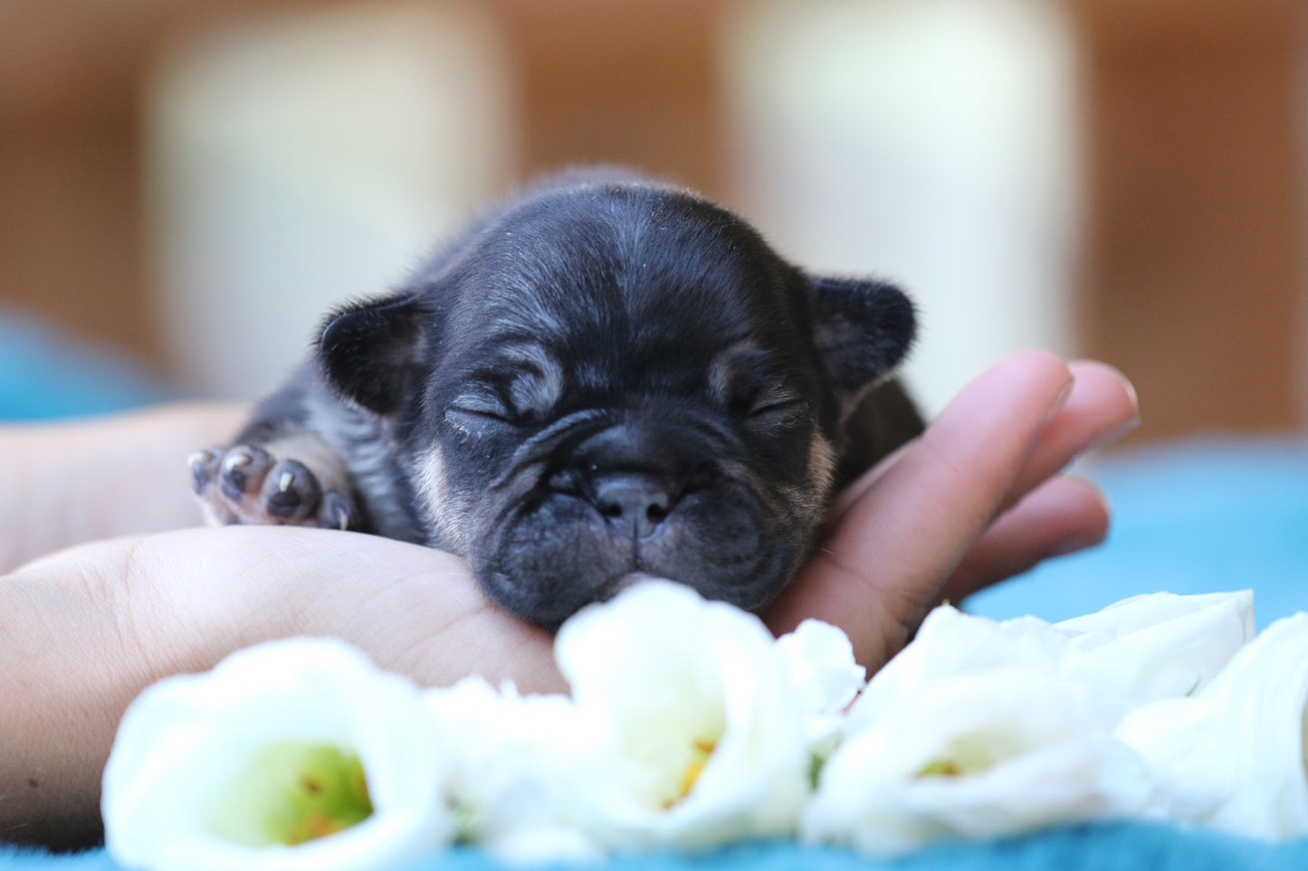 Chiot sans collier