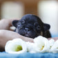 Chiot sans collier