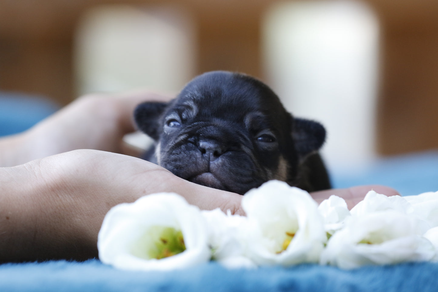 Chiot sans collier