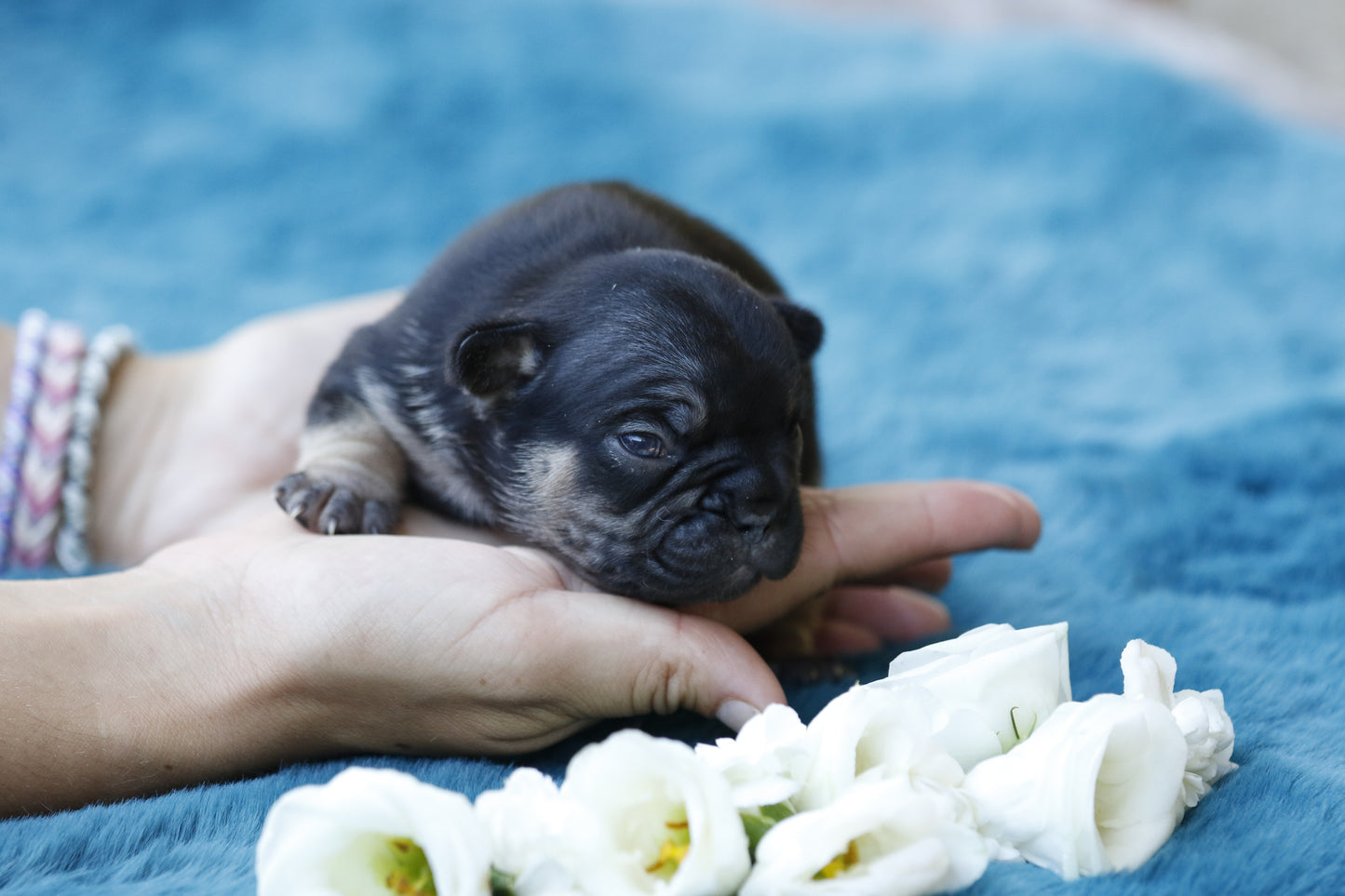 Chiot sans collier