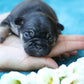 Chiot sans collier