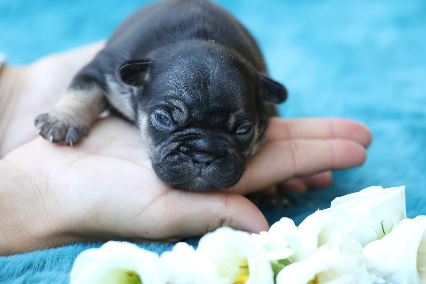 Chiot sans collier