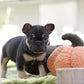 Chiot sans collier