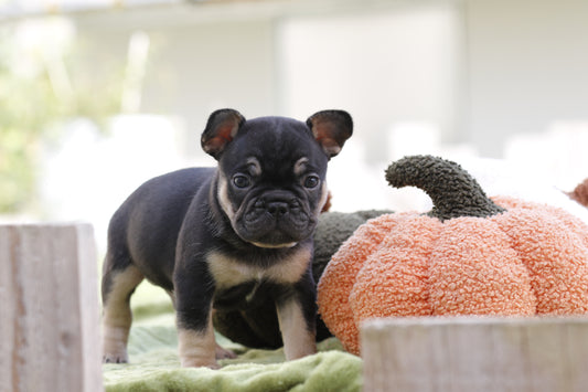 Chiot sans collier