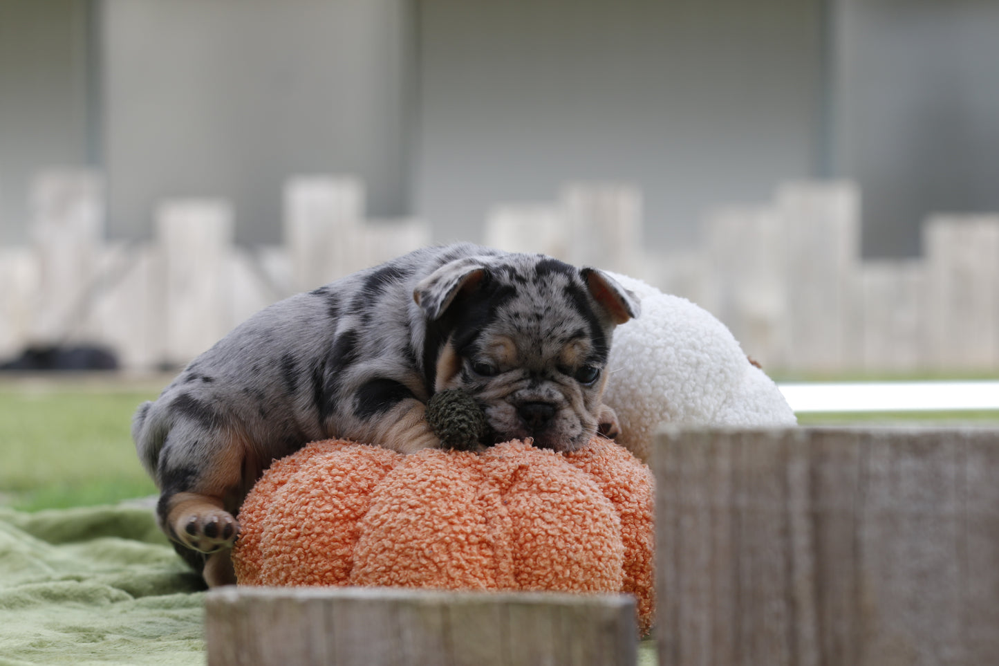 Chiot sans collier