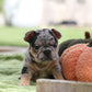Chiot sans collier