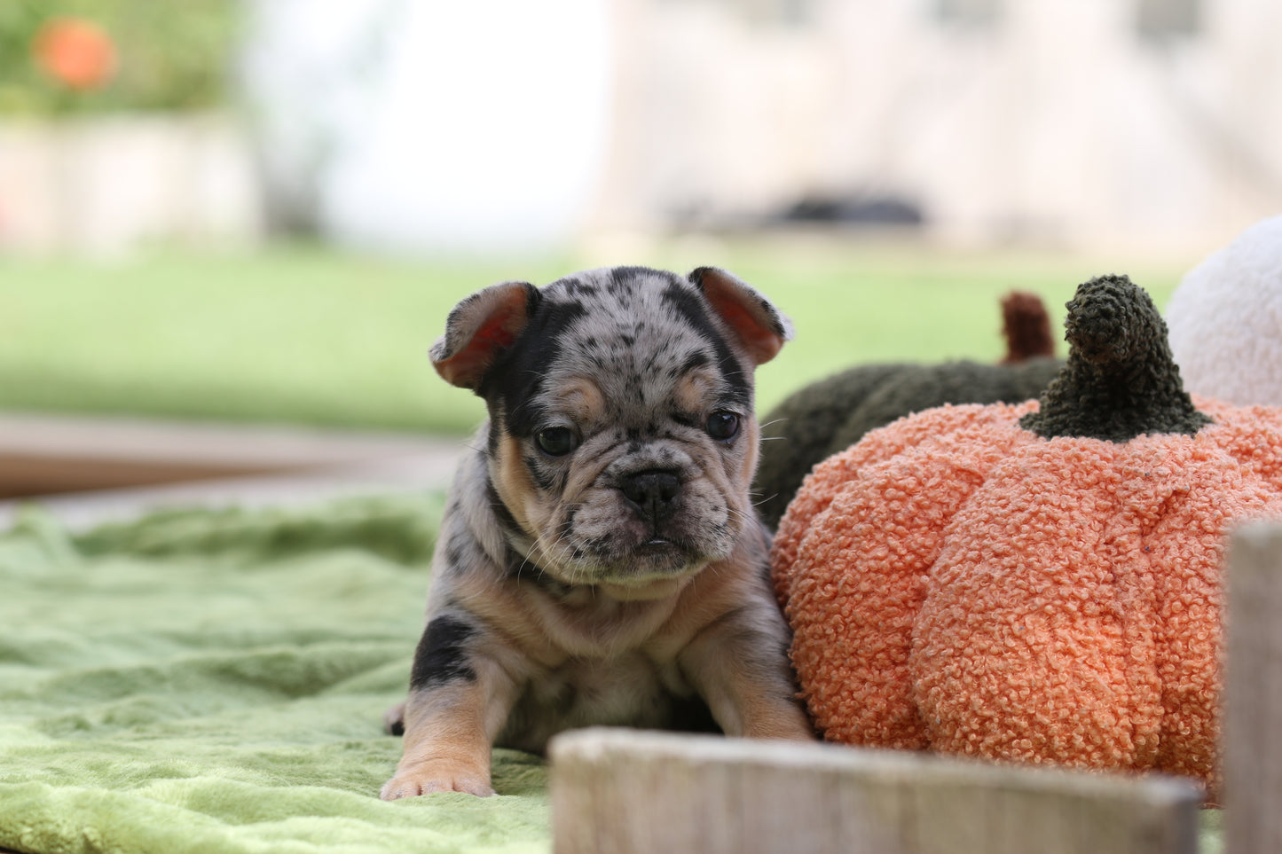 Chiot sans collier