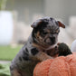 Chiot sans collier
