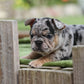 Chiot sans collier