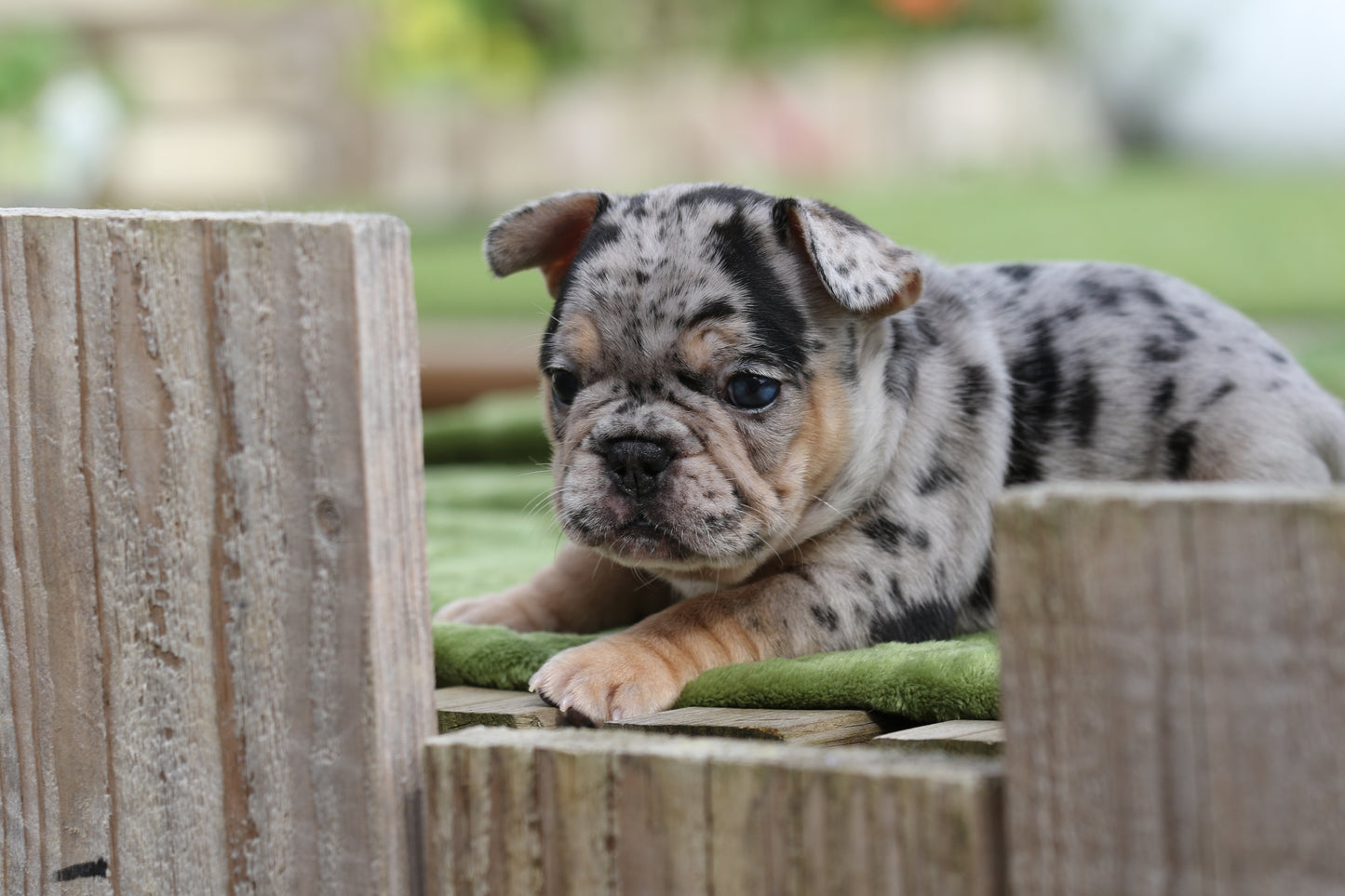 Chiot sans collier