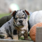 Chiot sans collier
