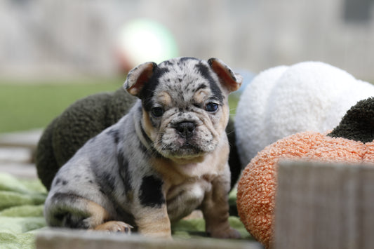 Chiot sans collier