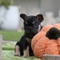 Chiot sans collier