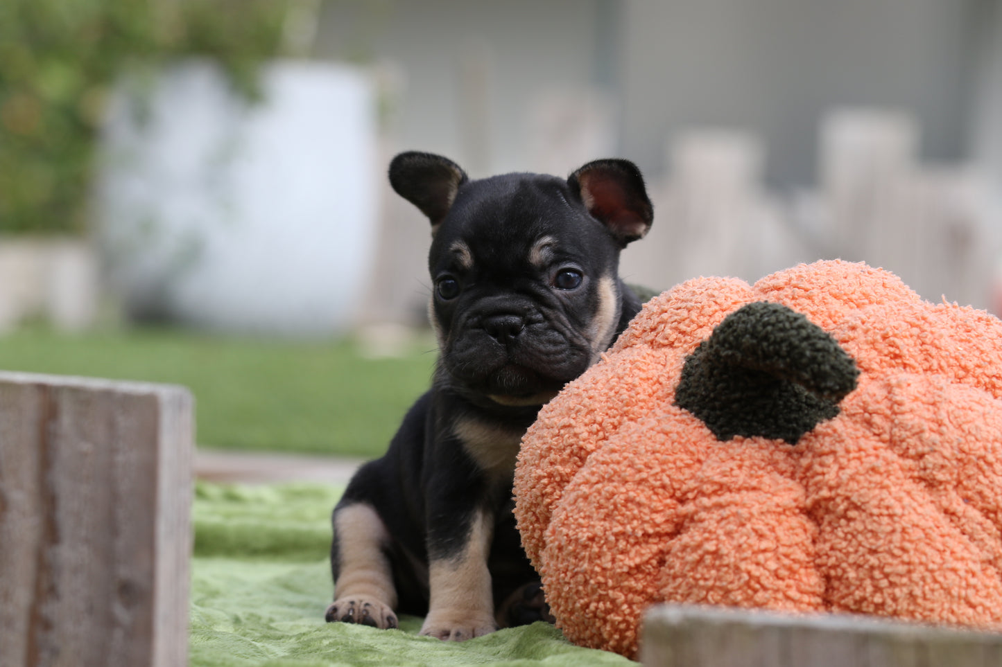 Chiot sans collier