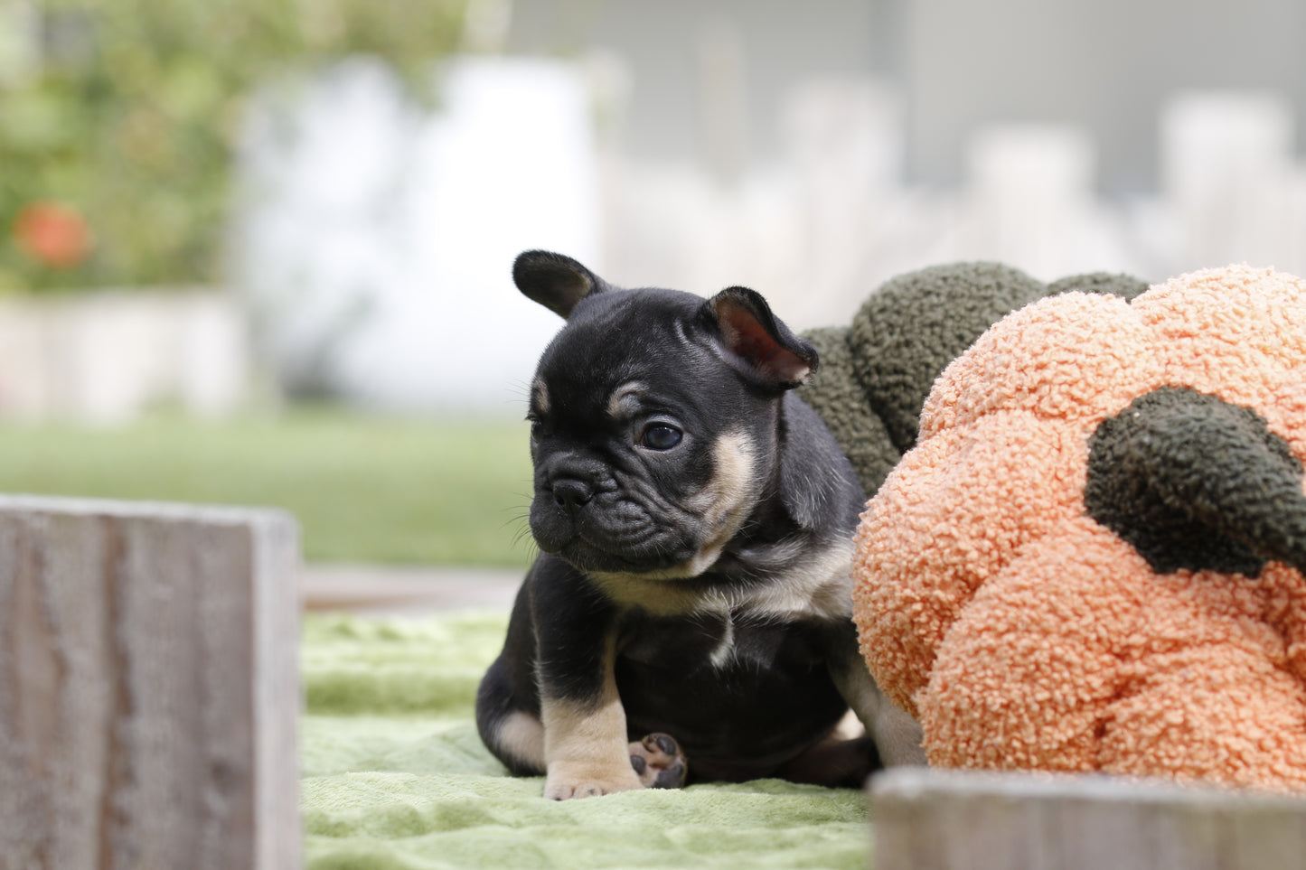 Chiot sans collier