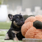 Chiot sans collier