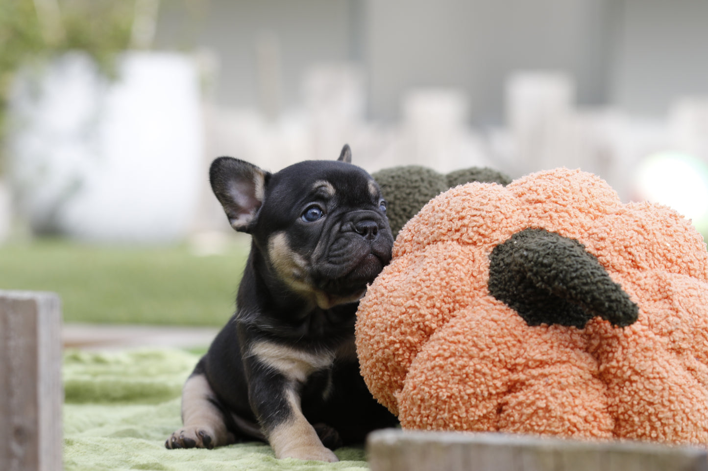 Chiot sans collier
