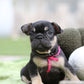Chiot collier rose