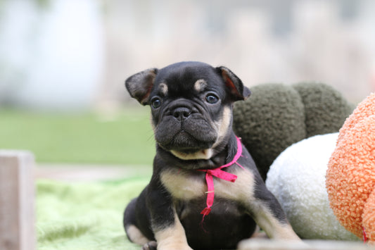 Chiot collier rose
