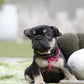 Chiot collier rose
