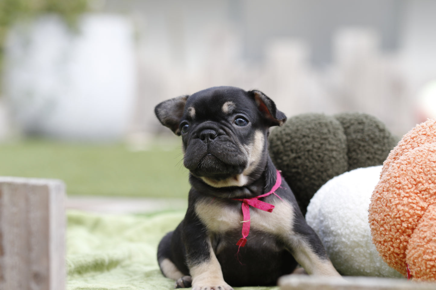 Chiot collier rose