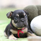 Chiot collier rose