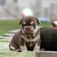 Chiot Bouledogue Français