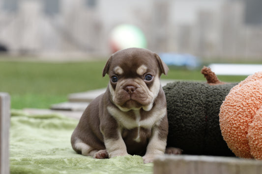 Chiot Bouledogue Français