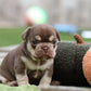 Chiot Bouledogue Français