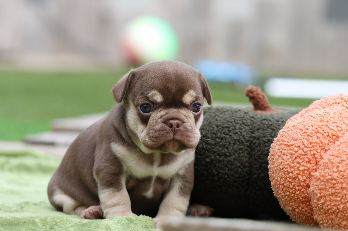 Chiot Bouledogue Français