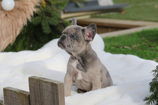 Chiot collier Orange