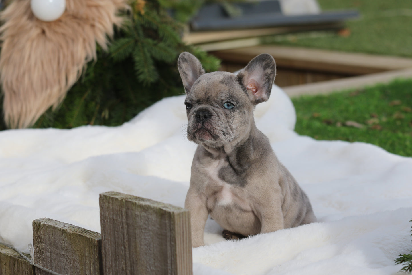 Chiot collier Orange