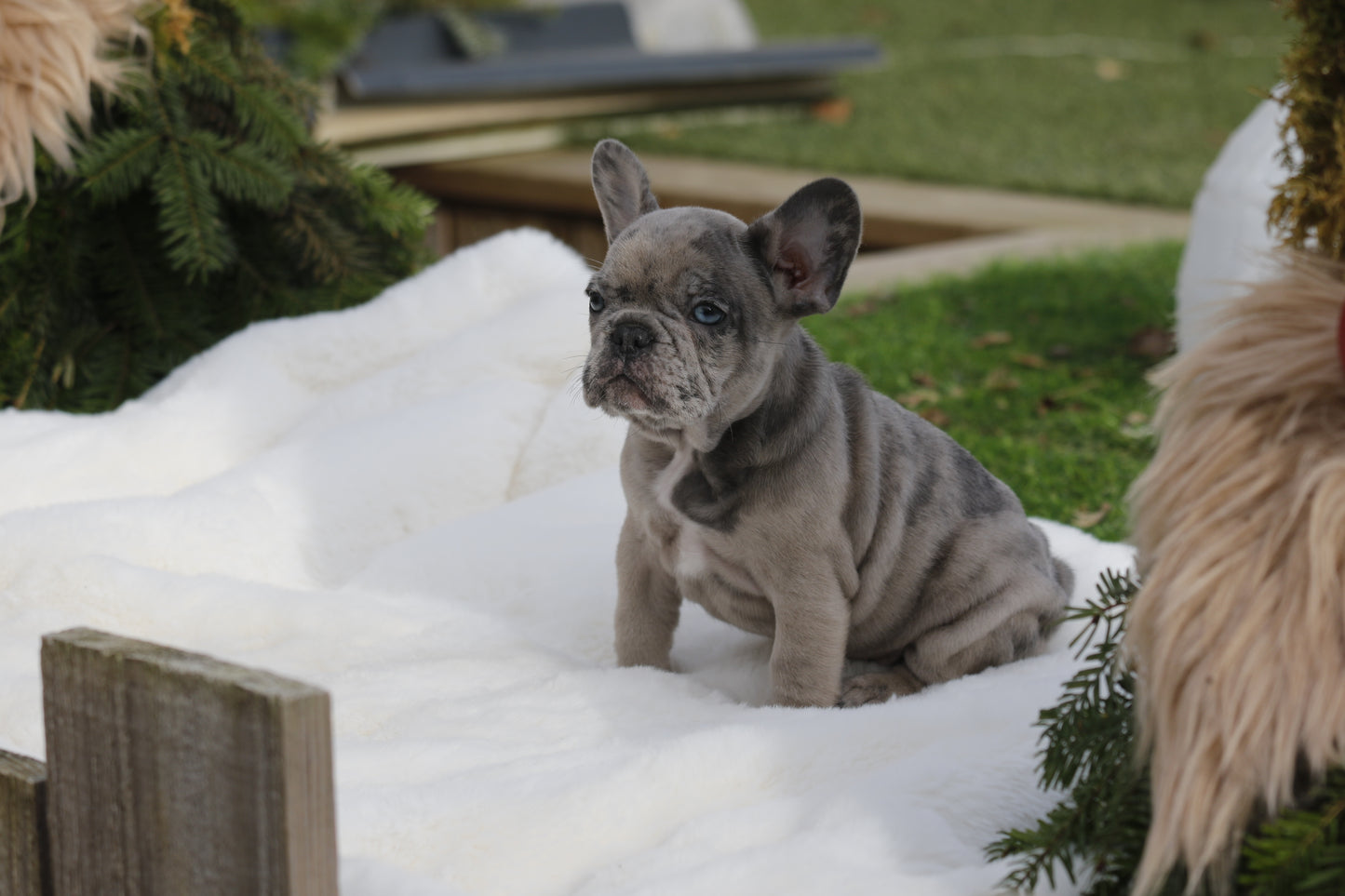 Chiot collier Orange