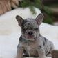 Chiot collier bleu