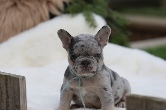 Chiot collier bleu