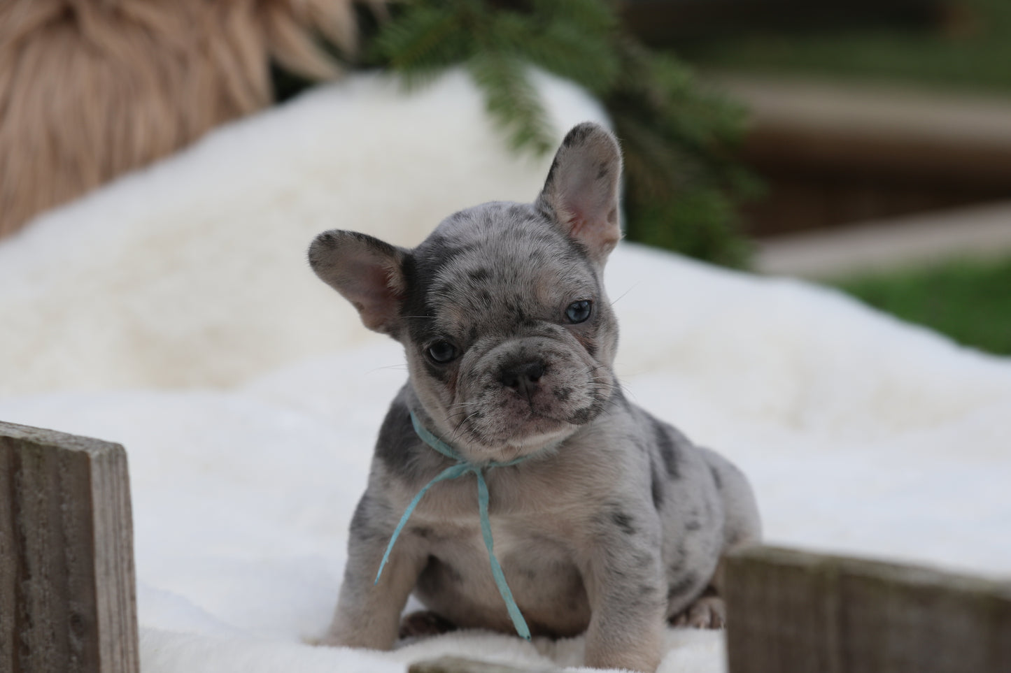 Chiot collier bleu
