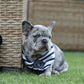 Chiot collier bleu