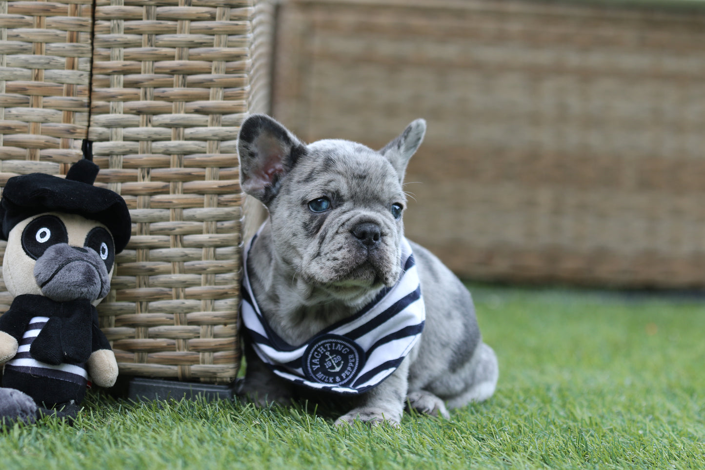 Chiot collier bleu
