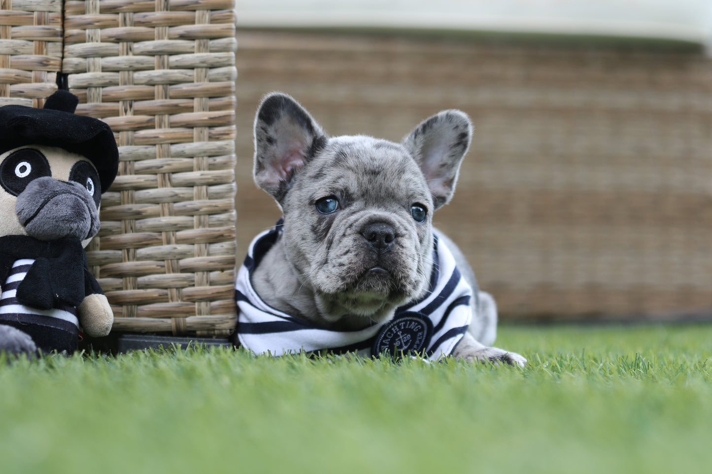 Chiot collier bleu