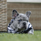 Chiot collier bleu