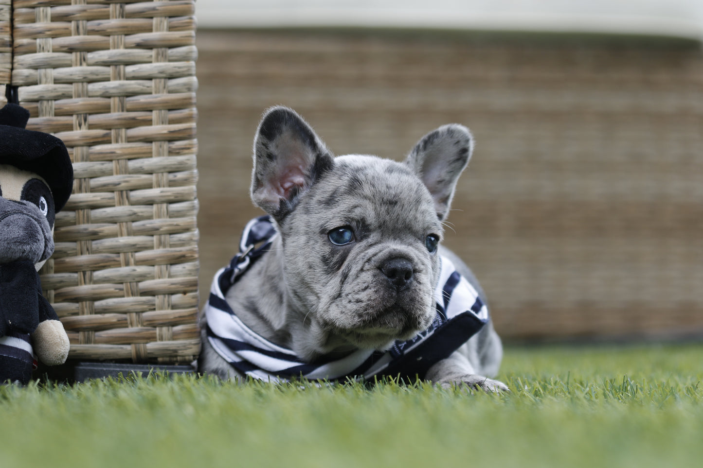 Chiot collier bleu