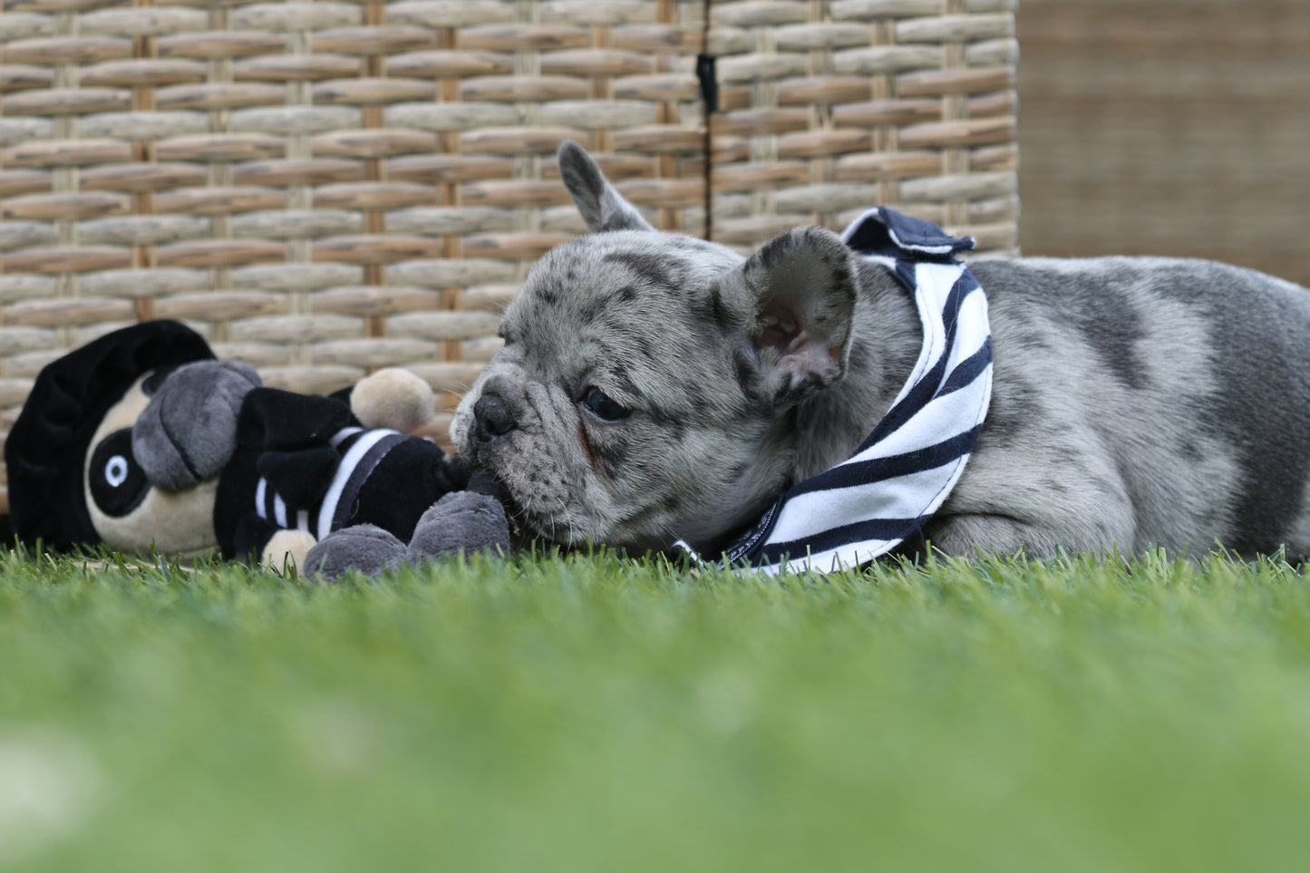 Chiot collier bleu
