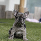 Chiot collier rose
