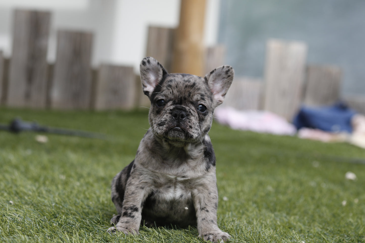 Chiot collier rose