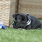Chiot collier blanc