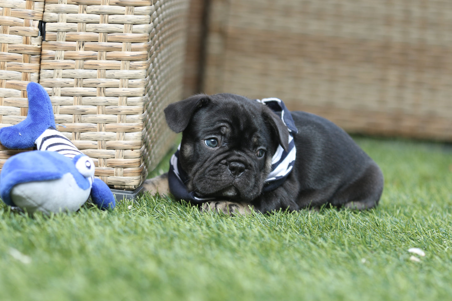 Chiot collier blanc