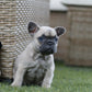 Chiot collier jaune