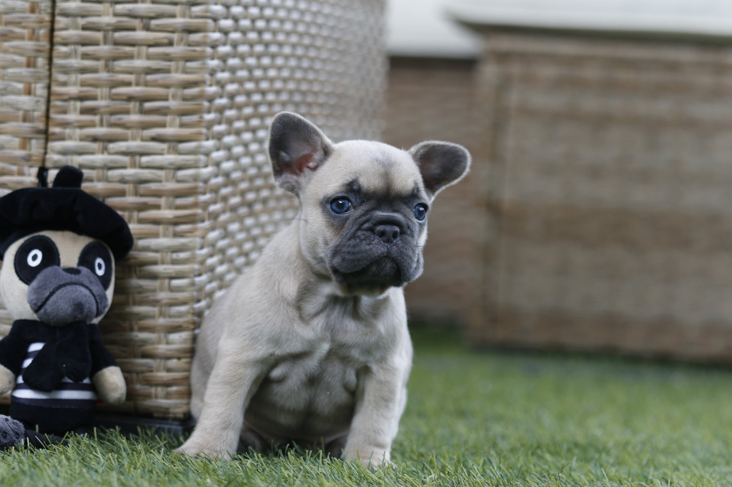 Chiot collier jaune